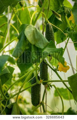 Close-up Shot Of Cucamber Flower And Vegetables In Private Greenhouse, Russia