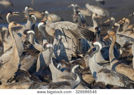 Common Crane In Birds Natural Habitats. Bird Watching In Hula Valley. Flocks Of Migrating Birds In N