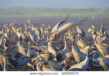 Common Crane In Birds Natural Habitats. Bird Watching In Hula Valley In Northern Israel. Flocks Of M