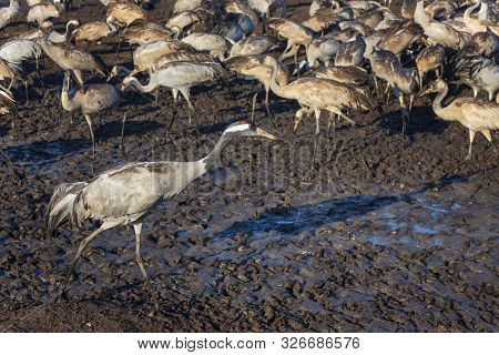 Common Crane In Birds Natural Habitats. Flocks Of Migrating Birds In Nature Reserve