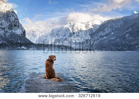 Traveling With A Dog In Autria. Nova Scotia Duck Tolling Retriever On The Dock In A Mountain Lake. P