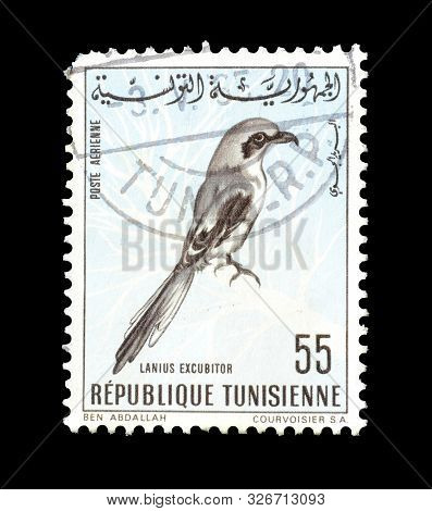 Cancelled Postage Stamp Printed By Tunisia, That Shows Great Grey Shrike, Circa 1965.