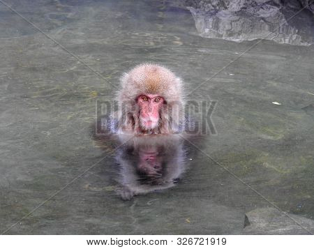 Japanese Macaque Soaking In A Hot Spring