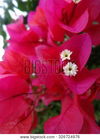 Close Up Picture Of A Beautiful Bougainvillea Flower Captured In Jamaica