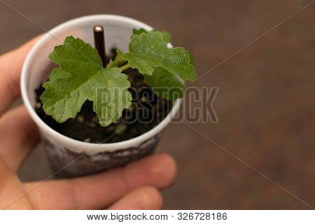 The Young Potted Fig Tree In The Hand Of The Gardner. Copy Space