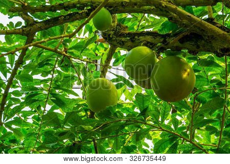 Tree Branch With Big Fruits Of A Calabash Tree, Popular Tropical Fruiting Plant, Exotic Specie From 