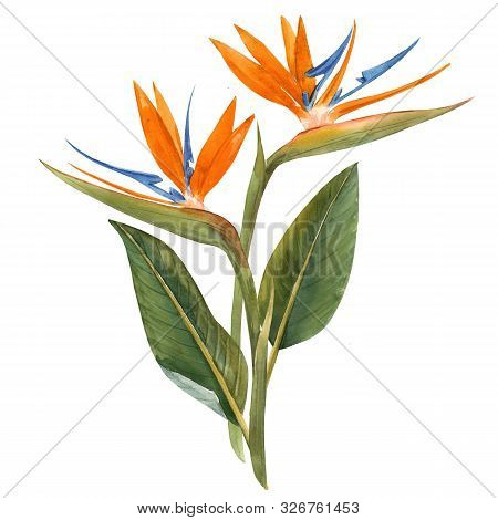 Beautiful Illustration With Hand Drawn Isolated Watercolor Tropical Strelitzia Flowers