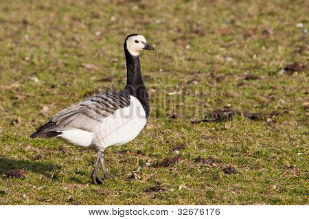 Barnacle ห่าน (Branta leucopsis)