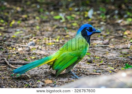 A Green Jay In Laguna Atascosa Nwr, Texas