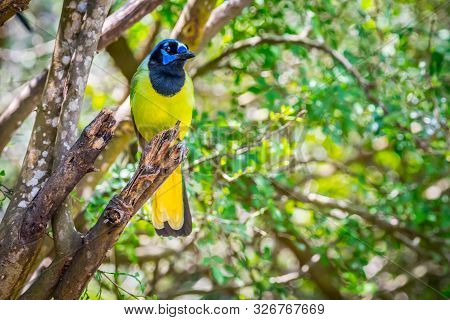 A Green Jay In Laguna Atascosa Nwr, Texas