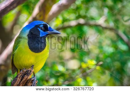 A Green Jay In Laguna Atascosa Nwr, Texas