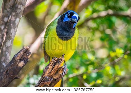 A Green Jay In Laguna Atascosa Nwr, Texas