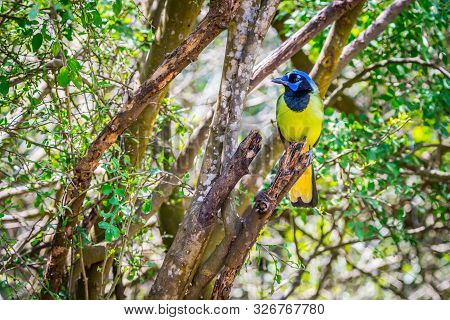 A Green Jay In Laguna Atascosa Nwr, Texas