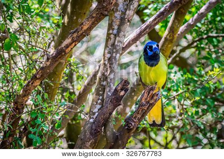 A Green Jay In Laguna Atascosa Nwr, Texas