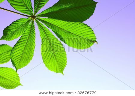 Bella verde foglia di castagno
