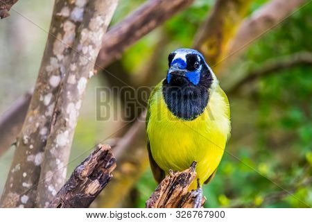 A Green Jay In Laguna Atascosa Nwr, Texas
