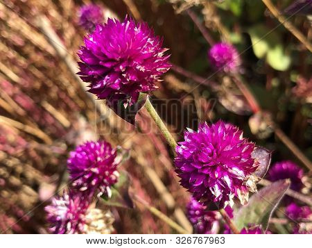 Globe Amaranth (gomphrena Globosa), Makhmali, Vadamalli Or Der Kugelamarant