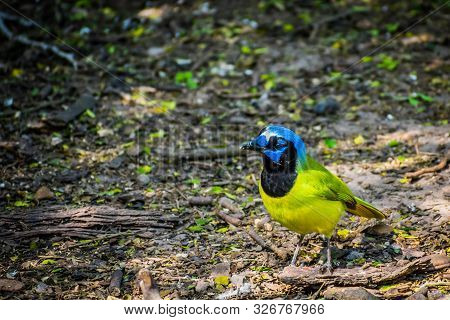 A Green Jay In Laguna Atascosa Nwr, Texas