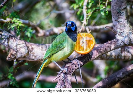 A Green Jay In Laguna Atascosa Nwr, Texas