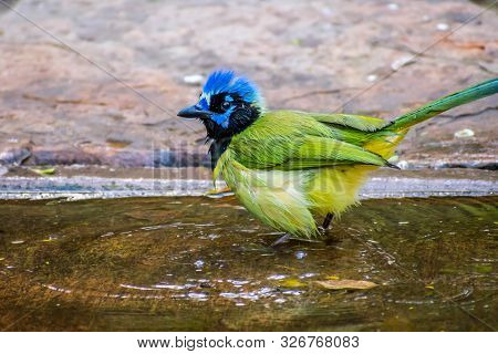 A Green Jay In Laguna Atascosa Nwr, Texas