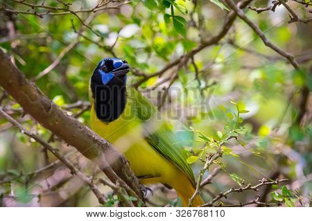 A Green Jay In Laguna Atascosa Nwr, Texas