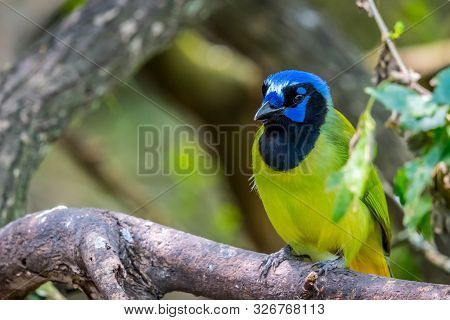 A Green Jay In Laguna Atascosa Nwr, Texas
