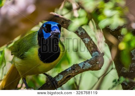 A Green Jay In Laguna Atascosa Nwr, Texas