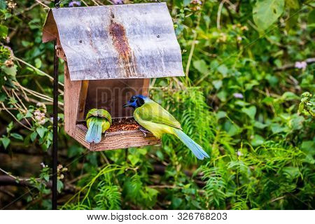 A Green Jay In Laguna Atascosa Nwr, Texas