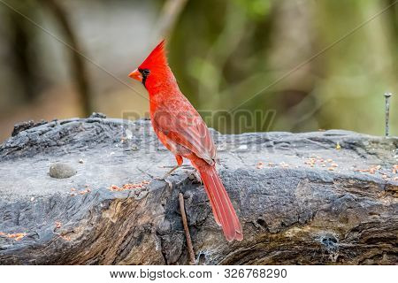 A Northern Cardinal In Laguna Atascosa Nwr, Texas