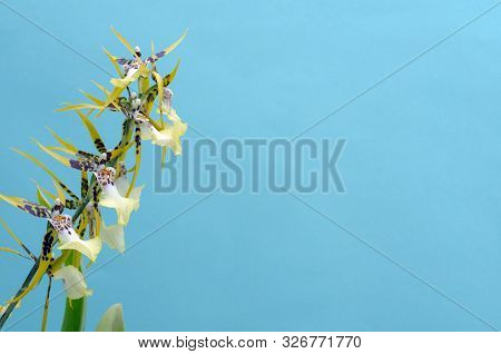 Yellow Tiger Cumbria Orchid On A Turquoise Background, Soft Focus, Copy Space