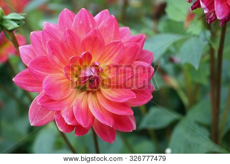 Pink With Yellow Tinge In The Centre Of A Dahlia Variety Kilburn Rose Flower, With A Background Of B