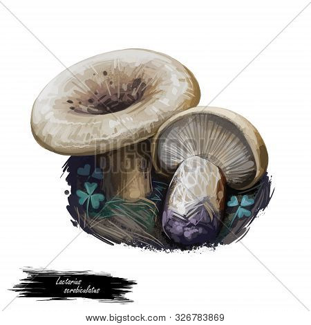 Lactarius Scrobiculatus Mushroom Closeup Digital Art Illustration. Boletus Has Creamy Brown Cap With
