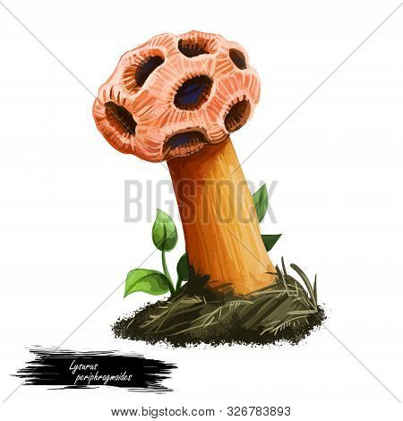 Lysurus Periphragmoides, Stalked Lattice Or Chambered Stinkhorn, Mushroom Closeup Digital Art Illust