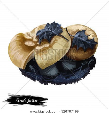 Russula Foetens Or Stinking Mushroom Closeup Digital Art Illustration. Boletus Has Honey Yellow Or O