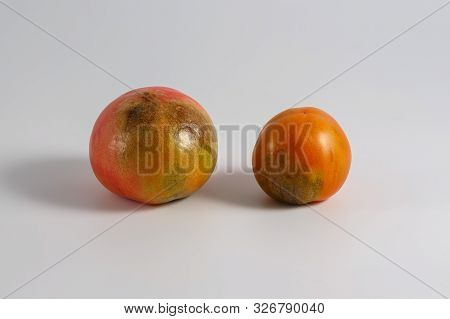 There Are Two Sick Phytophthora-infected Medium-sized Round Red Tomatoes Grown In The Garden. Object