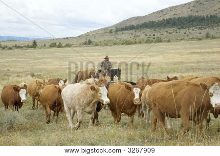 Rinder roundup