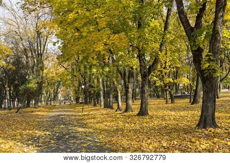 Golden Autumn In City Park. Maple Alley In Fallen Foliage Among Trees With Yellow Leaves. Chernihiv 