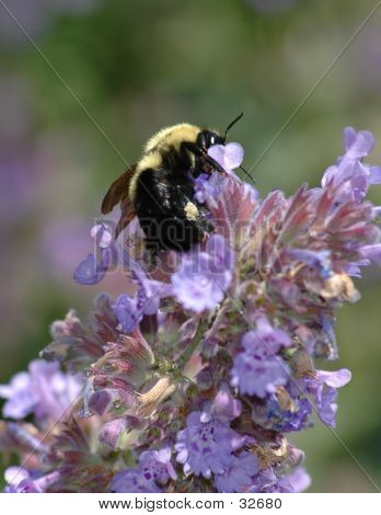Buzz Buzz
