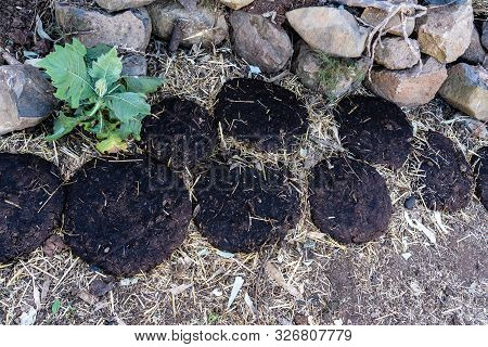 Cow Dung On The Road From Gondar To The Simien Mountains, Ethiopia, Africa