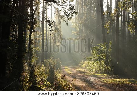 Autumn forest path misty landscape Road Nature sunrise sun morning landscape Nature background Nature woods Nature landscape trees Nature landscape Nature background Nature fog Nature landscape Nature landscape sunlight Nature landscape Nature background.