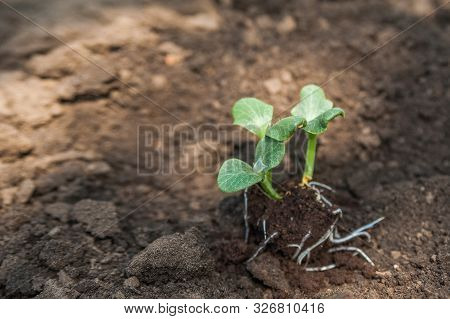 Transplanting Plants Illustration Of Procedures And Tools For Caring For Indoor Plants. Soil Prepara