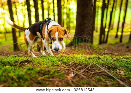 The Beagle Dog In Sunny Autumn Forest. Alerted Huond Searching For Scent And Listening To The Woods 