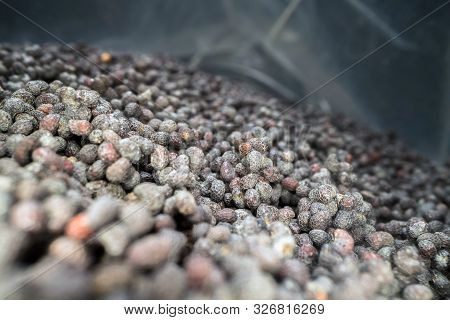 Inside The Bag Full Of Poppy Seeds. Macro Shot Of Dried Pile Of Poppy Seeds In A Plastic Bag
