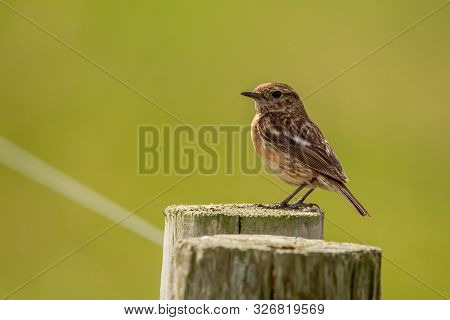 Female Stone Chat Bird On A Fencing Post