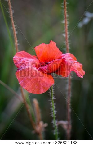 Papaver Rhoeas Common Names Include Corn Poppy , Corn Rose , Field Poppy , Flanders Poppy , Red Popp