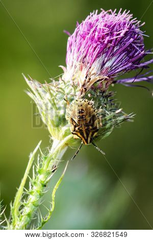 View, Macro Photography Of A Little Bug On A Leaf