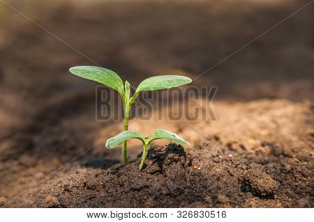 Transplanting Plants Illustration Of Procedures And Tools For Caring For Indoor Plants. Soil Prepara