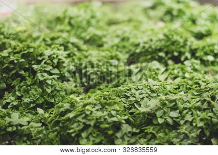 Fresh Green Basil. Presenting In A Shop Window. Organization Of A Microclimate For Greens. Selective