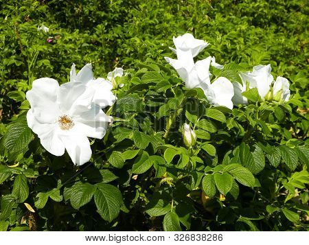 Close Up Of White, Wild Rose Flofer. Rosa Acicularis - Summer Nature Concept.
