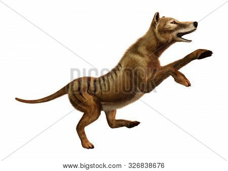 3D Rendering Thylacine On White